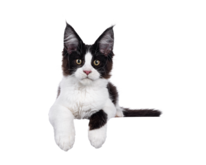 Handsome black and white Maine Coon cat kitten, laying down with paws hanging over edge for banner. Looking straight to camera. Isolated cutout on a transparent background.
