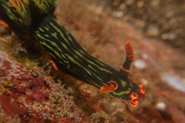 Sea slug in the Sea of the Philippines
