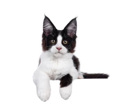 Handsome black and white Maine Coon cat kitten, laying down with paws hanging over edge for banner. Looking straight to camera. Isolated cutout on a transparent background.