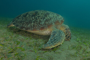 Obraz premium Hawksbill sea turtle in the Sea of the Philippines 