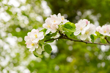Close-up white Blooming apple tree blossoms. Fresh spring flowers. Perfect for spring themes and backgrounds, for web design and advertising