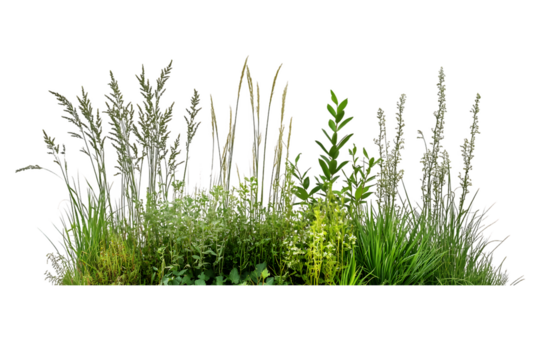 Lush Green Meadow Wildflower Patch with Varied Texture and Heigh Transparent Background, PNG