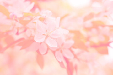 Close-up white Blooming apple tree blossoms. Fresh spring flowers. Perfect for spring themes and...