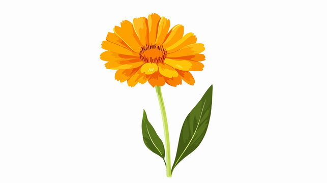 Calendula Flower Isolated Flat Vector Illustration: Bright, Vibrant, Floral Clip Art Design Element for Graphics, Print, Web, Crafts
