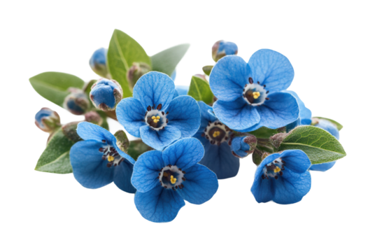 Stalk of blue flowers on nature floral arrangement studio setting close-up view high fidelity quality isolated on transparent background png