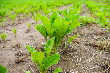 Vibrant fodder beet fields contribute to effective livestock feed production, sugar beet, feed crop, sustainable farming, nutritious feed, animal nutrition