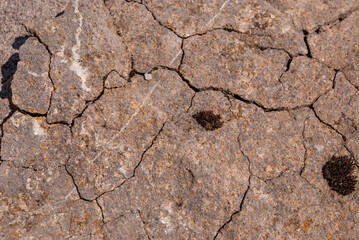 Smooth natural stone with unique veins of cracks, overgrown with moss and lichen