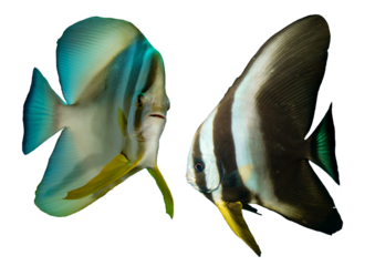 Batfish Collection – Isolated PNG with Transparent Background