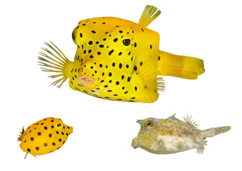 Boxfish Species Collection From Waters Around The World – Isolated PNG with Transparent Background
