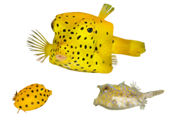 Boxfish Species Collection From Waters Around The World – Isolated PNG with Transparent Background