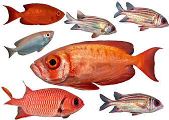  Squirrelfish, Soldierfish & Bigeye Fish Collection – Isolated PNG with Transparent Background