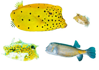 Boxfish Species Collection From Waters Around The World – Isolated PNG with Transparent Background