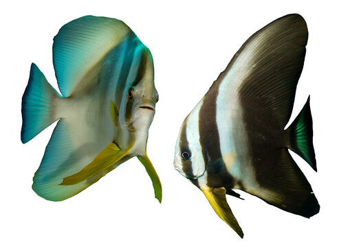 Batfish Collection &ndash; Isolated PNG with Transparent Background