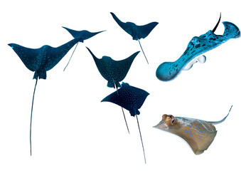 Rays Collection From Tropical Waters – Isolated PNG with Transparent Background