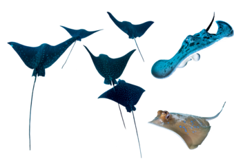 Rays Collection From Tropical Waters – Isolated PNG with Transparent Background