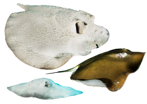 Rays Collection From Tropical Waters – Isolated PNG with Transparent Background