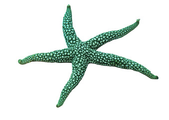 Green Star Fish, Nardoa Sp. - Isolated PNG with Transparent Background