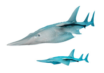 Shovelnose Guitarfish – Isolated PNG with Transparent Background