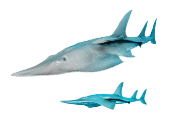 Shovelnose Guitarfish – Isolated PNG with Transparent Background