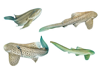 Leopard Shark Collection – Isolated PNG with Transparent Background