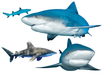 Shark Collection – Isolated PNG with Transparent Background