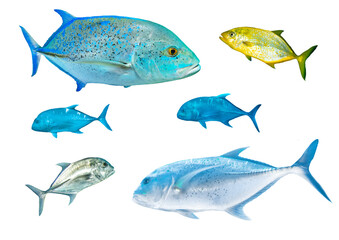 Trevally fish collection – Isolated PNG with Transparent Background