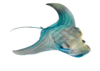 Atlantic Ocean Bull ray, Pteromylaeus bovinus from Canary Islands, Tenerife, Spain – Isolated PNG on Transparent Background