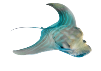 Atlantic Ocean Bull ray, Pteromylaeus bovinus from Canary Islands, Tenerife, Spain – Isolated PNG on Transparent Background