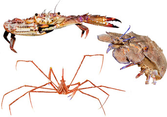 Atlantic Ocean Crab Collection from Canary Islands, Tenerife, Spain – Isolated PNG on Transparent Background