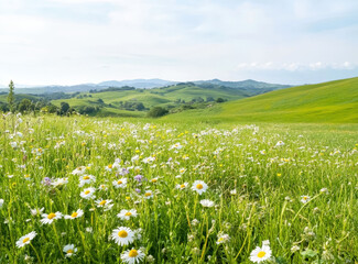 Fototapeta premium Green meadow with blooming wildflowers under a scenic clear sky