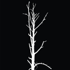 Obraz premium Silhouette of bare tree with branches isolated on black background. Black and white vector illustration 