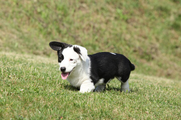 Cardigan Welsh Corgi puppy running on the grass