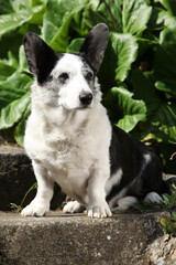 Cardigan Welsh Corgi in the garden