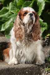 Cavalier King Charles Spaniel in the garden