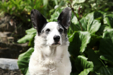 Cardigan Welsh Corgi in the garden