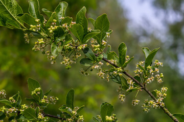 Flowering European spindle tree, Euonymus europaeus, flowering plant