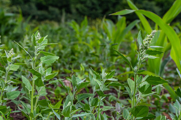 Chenopodium album, edible plant, common names include lamb's quarters, melde, goosefoot, white goosefoot, wild spinach, bathua and fat-hen