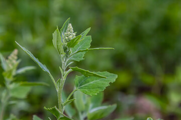 Chenopodium album, edible plant, common names include lamb's quarters, melde, goosefoot, white goosefoot, wild spinach, bathua and fat-hen