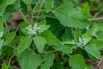 Chenopodium album, edible plant, common names include lamb's quarters, melde, goosefoot, white goosefoot, wild spinach, bathua and fat-hen