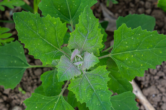 Chenopodium album, edible plant, common names include lamb's quarters, melde, goosefoot, white goosefoot, wild spinach, bathua and fat-hen