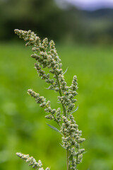 Fototapeta premium Chenopodium album, edible plant, common names include lamb's quarters, melde, goosefoot, white goosefoot, wild spinach, bathua and fat-hen