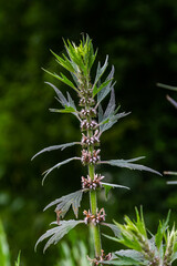 Leonurus cardiaca, known as motherwort. Other common names include throw-wort, lion's ear, and lion's tail. Medicinal plant. Grows in nature