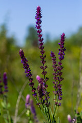 Salvia nemorosa, forest sage, beautiful bright color, violet blue flowers in bloom, muscadine flowering ornamental plants in the garden