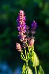 Salvia nemorosa, forest sage, beautiful bright color, violet blue flowers in bloom, muscadine flowering ornamental plants in the garden
