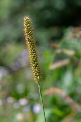 Setaria pumila in autumn in a wild field
