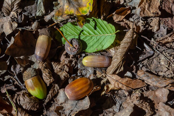 Autumn background fallen oak leaves and ripe acorns lie on the forest ground. Quercus robur, commonly known as petiolate oak, European oak