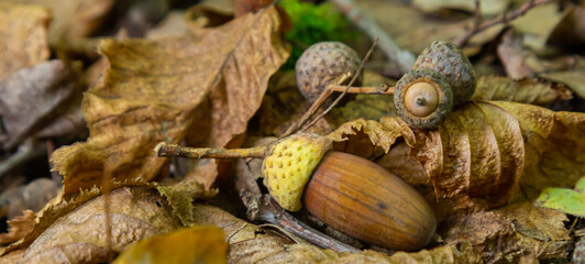 Autumn background fallen oak leaves and ripe acorns lie on the forest ground. Quercus robur,...