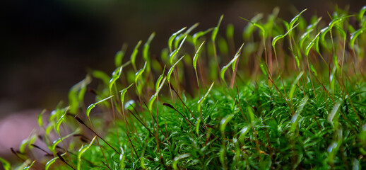 Moss Atrichum undulatum close up shot local focus