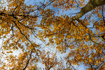 Backgrond of tree in autumn beech forest