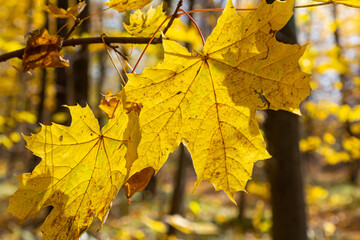 Autumn yellow maple leaf among green foliage. Early Autumn